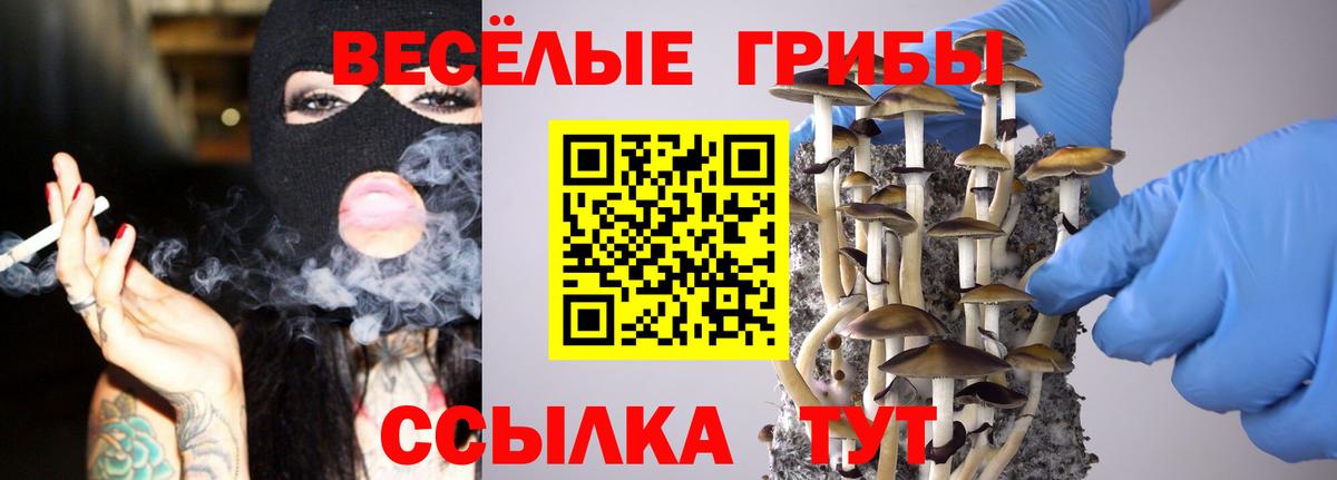 Псилоцибиновые грибы Psilocybe Красноярск